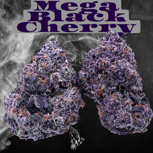 Mega Black Cherry (Hybrid)