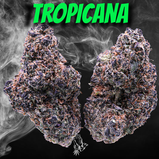 Tropicana (Sativa Hybrid)
